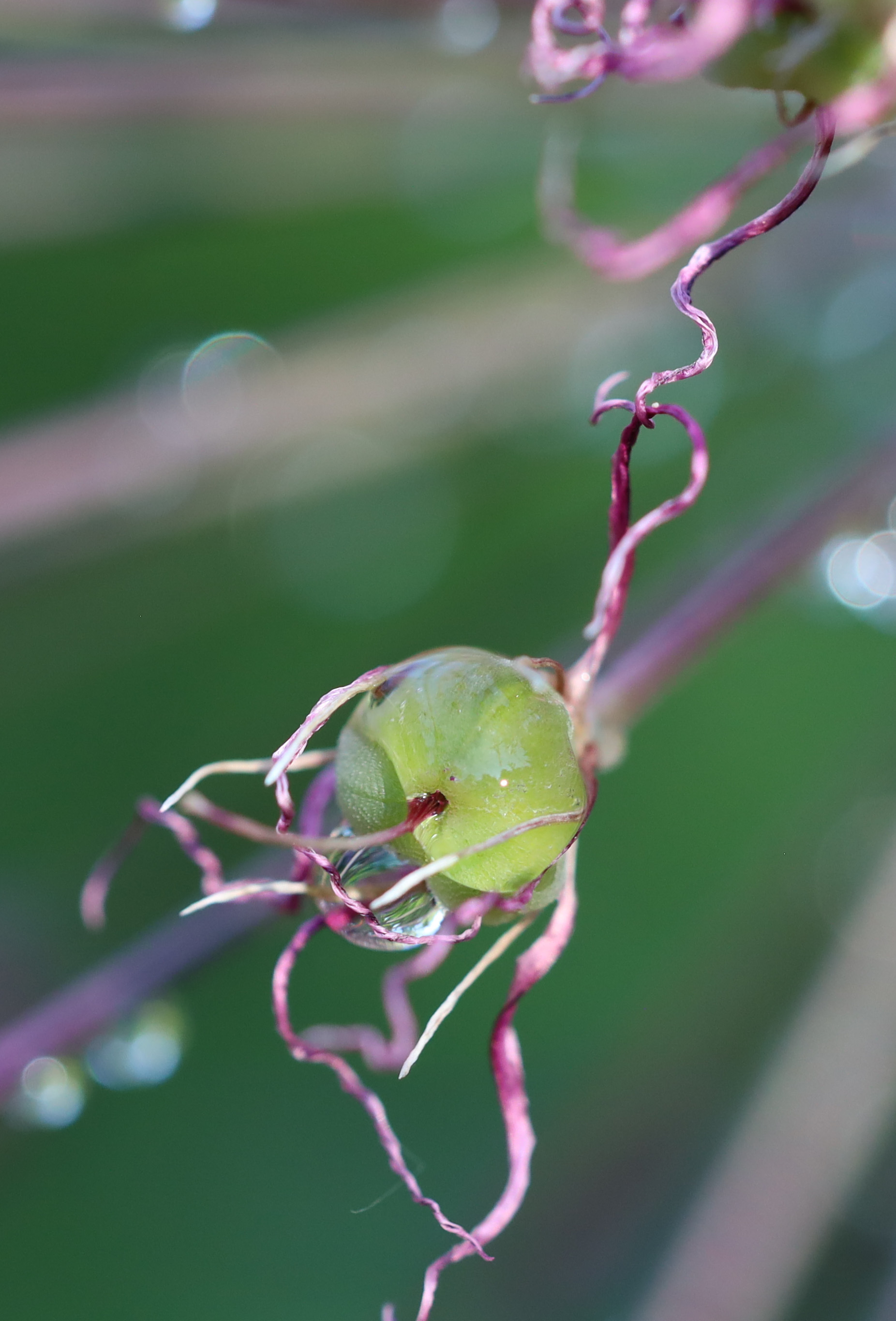 Allium drop