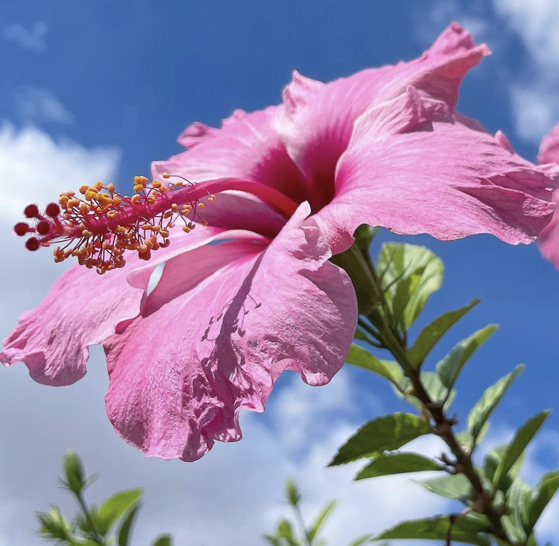 Hibiskus flower