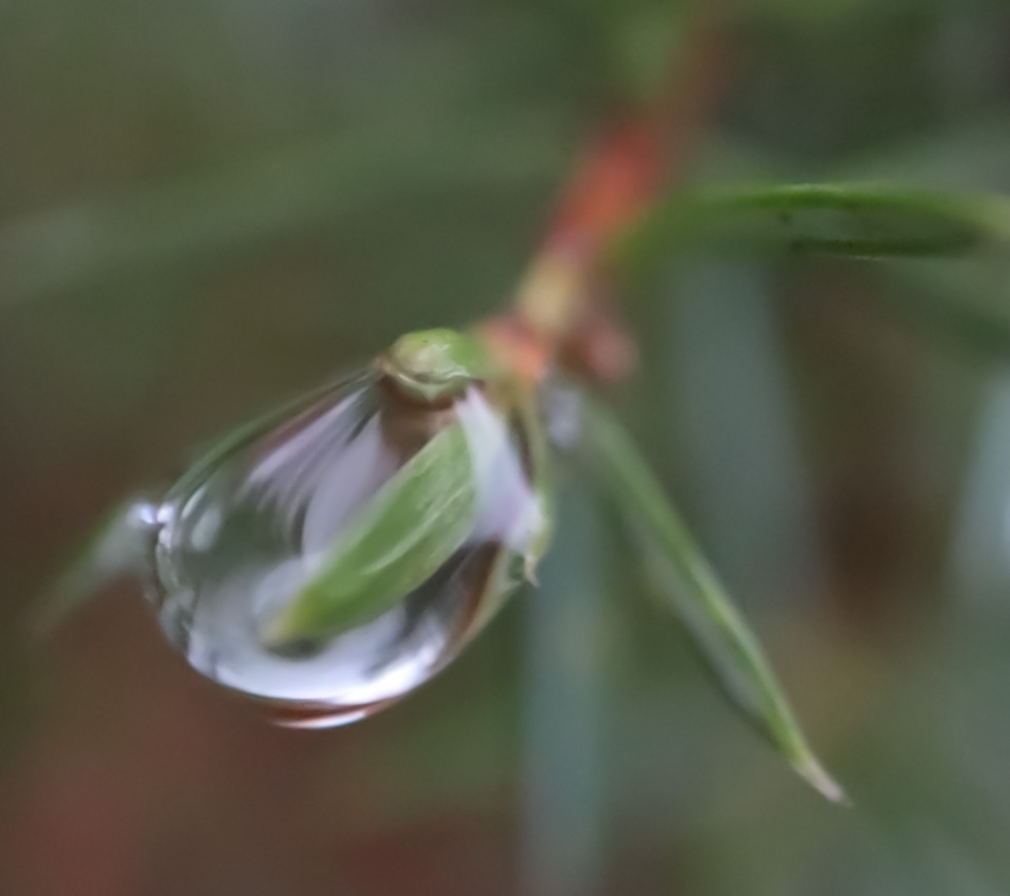 Pine drop